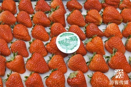 国产草莓在线,甜蜜滋味，绿色健康新选择